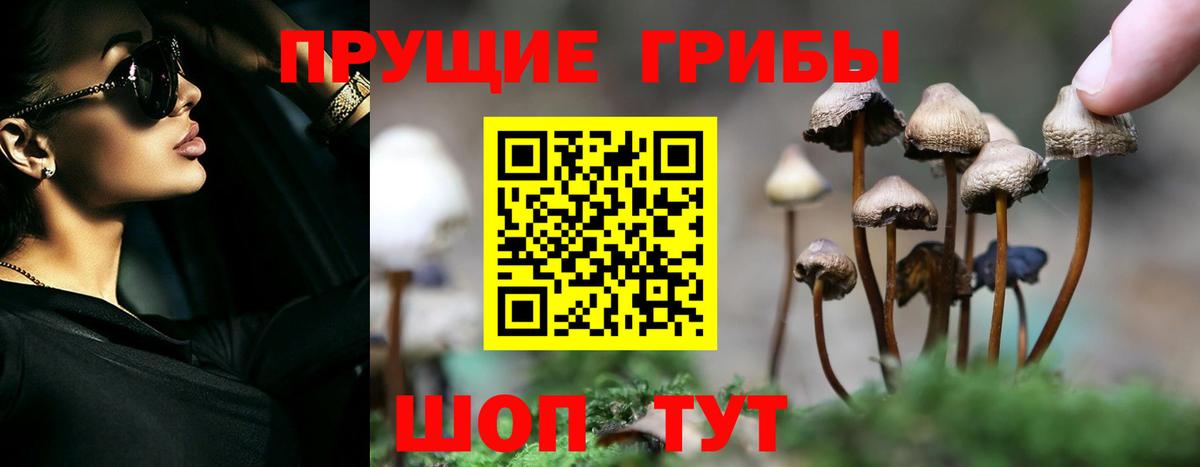 Пенза  Псилоцибиновые грибы MAGIC MUSHROOMS  Вход с VPN 